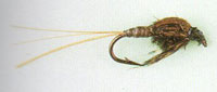 A photo of Stonefly Nymph